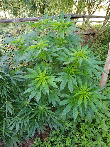 Growreport Bild 6