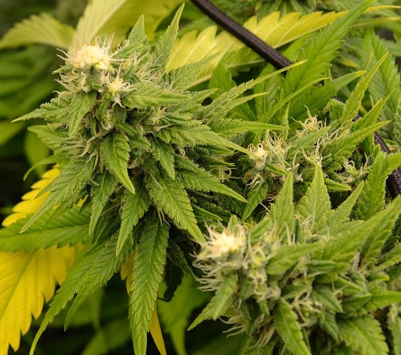Growreport Bild 12