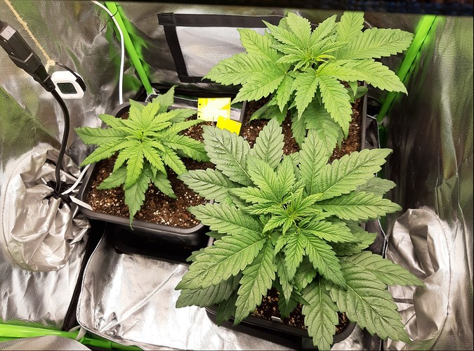 Growreport Bild 1