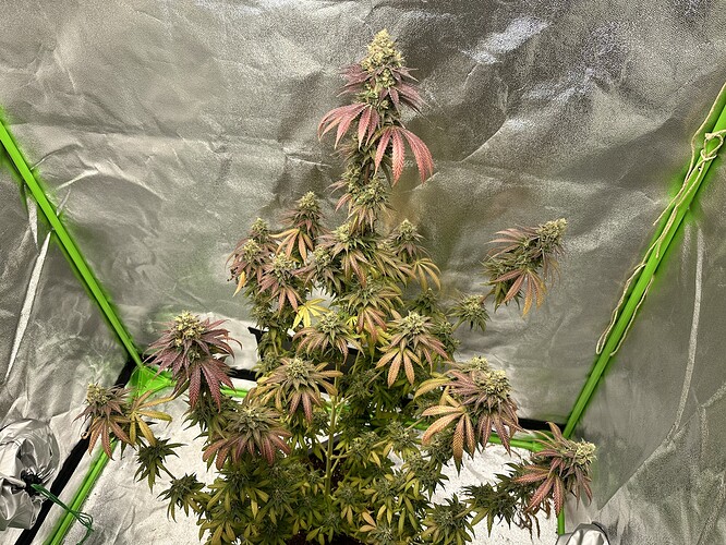 Growreport Bild 1