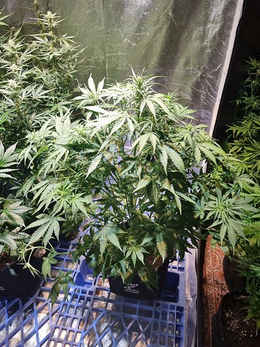 Growreport Bild 8