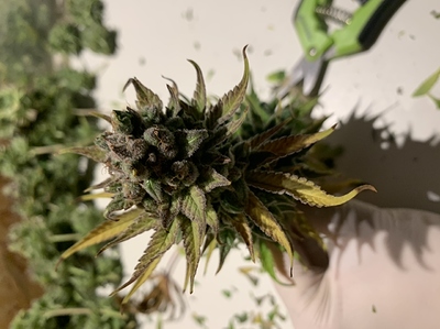 Growreport Bild 10