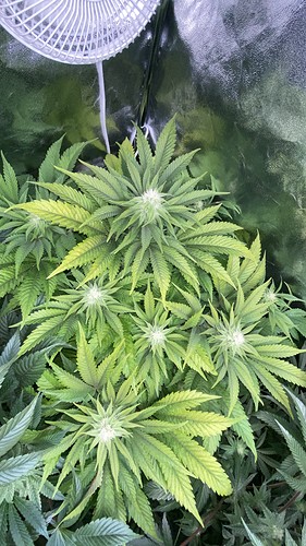 Growreport Bild 29
