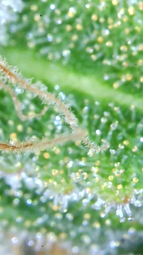 Growreport Bild 4