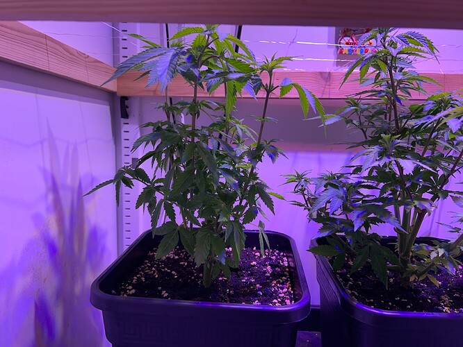 Growreport Bild 2