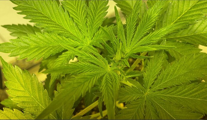 Growreport Bild 3