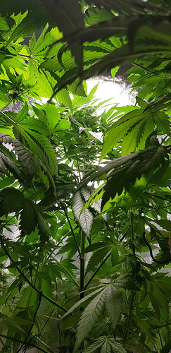 Growreport Bild 6