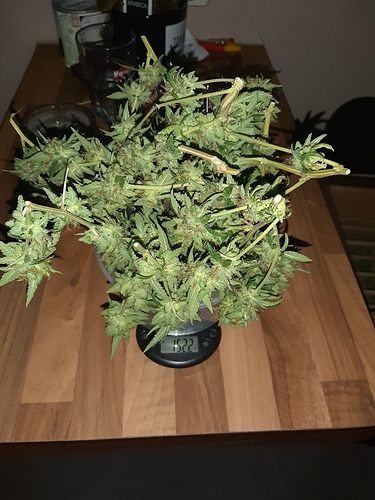 Growreport Bild 8
