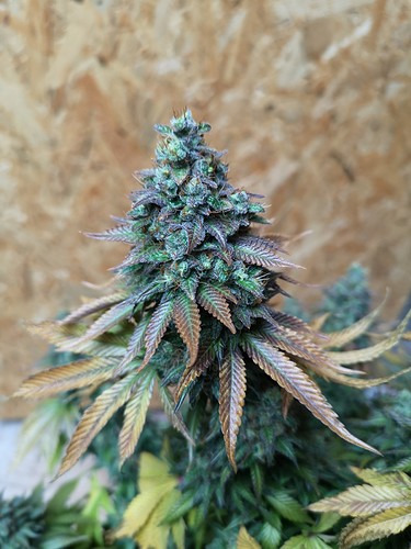 Growreport Bild 3