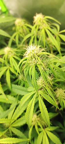 Growreport Bild 1