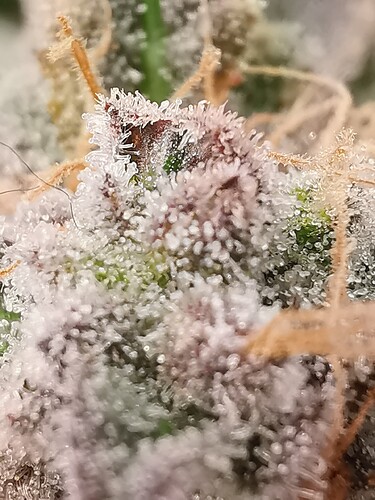 Growreport Bild 42
