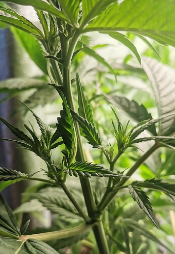 Growreport Bild 28
