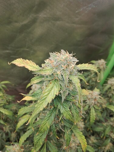 Growreport Bild 8