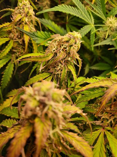 Growreport Bild 7