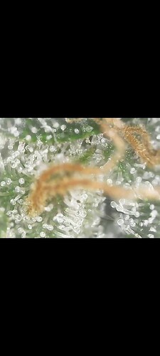 Screenshot_20220906-201336_Gallery