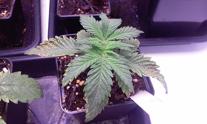 Growreport Bild 6