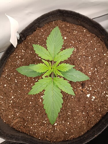 Growreport Bild 7