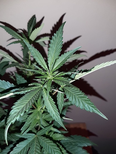 Growreport Bild 12