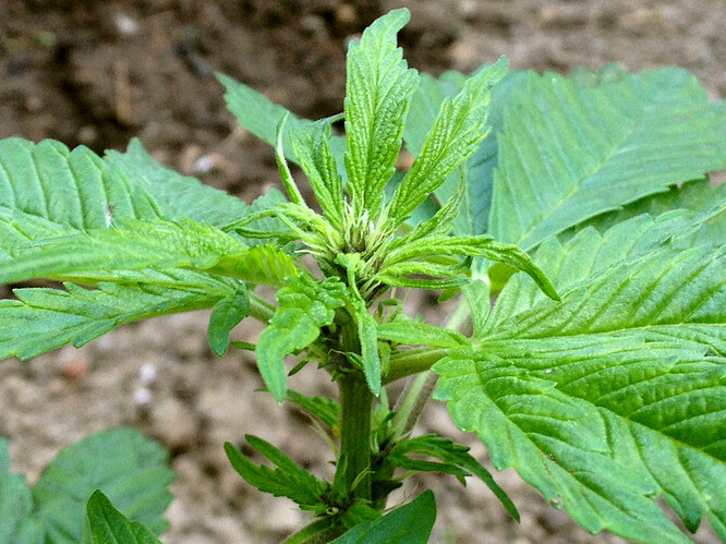 Growreport Bild 21