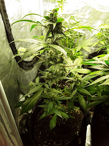 Growreport Bild 17