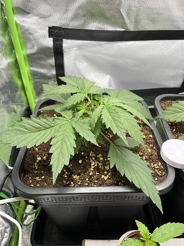 Growreport Bild 2