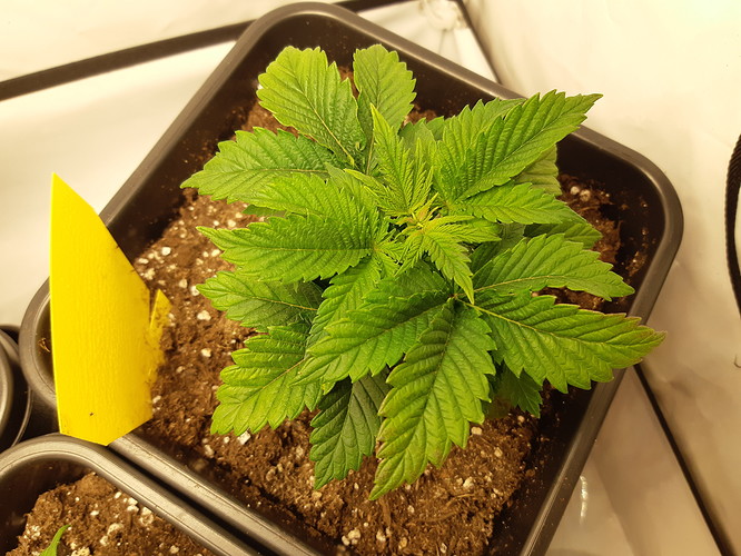 Growreport Bild 19