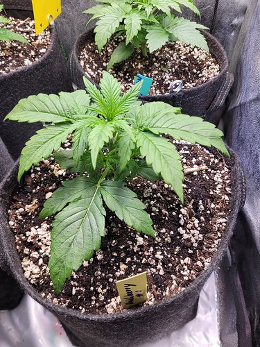 Growreport Bild 1