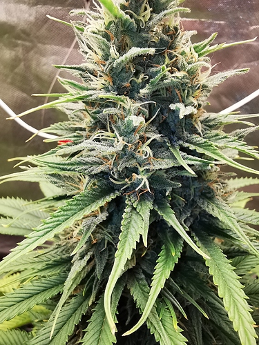 Growreport Bild 5