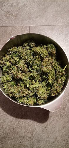 Growreport Bild 1