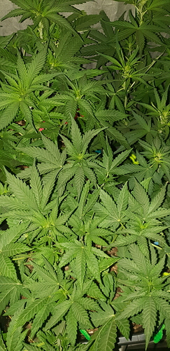 Growreport Bild 3
