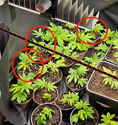 Growreport Bild 173