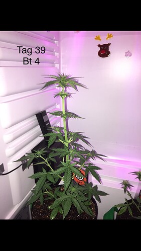 Growreport Bild 2