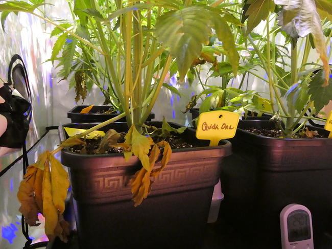 Growreport Bild 4