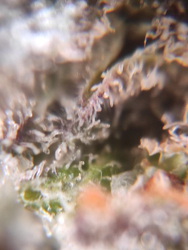 Growreport Bild 25