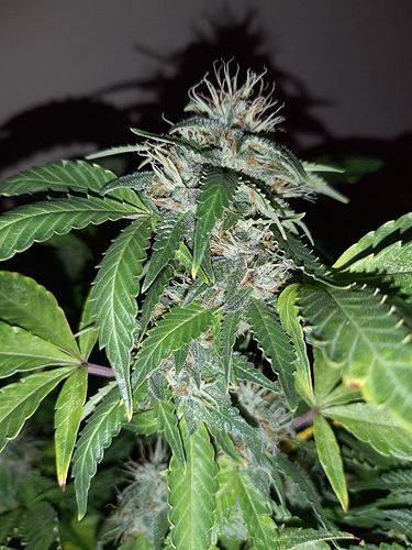 Growreport Bild 3