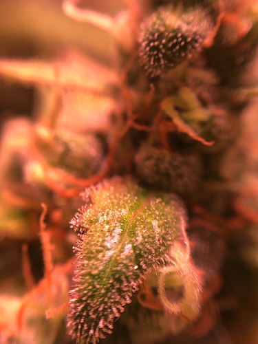 Growreport Bild 29