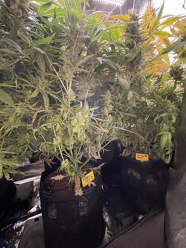 Growreport Bild 3