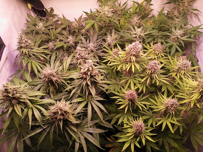 Growreport Bild 3