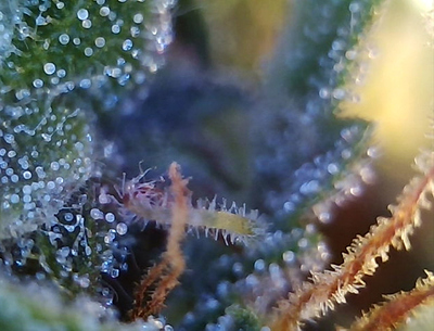 Growreport Bild 3