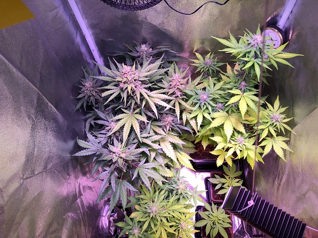 Growreport Bild 1