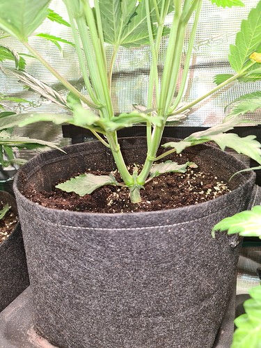 Growreport Bild 2