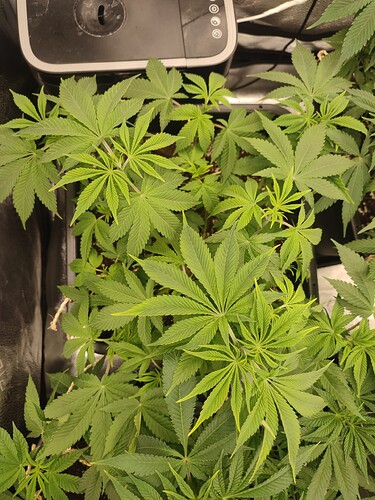 Growreport Bild 7