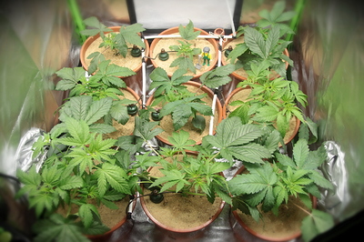 Growreport Bild 17