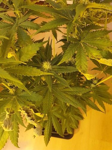 Growreport Bild 1
