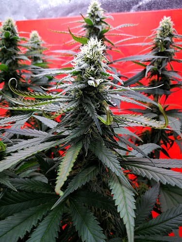 Growreport Bild 2
