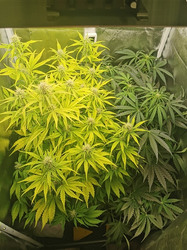 Growreport Bild 1