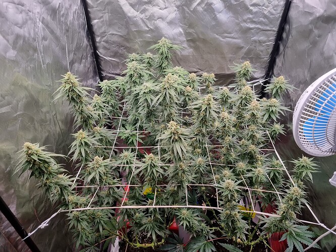 Growreport Bild 12