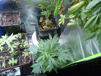 Growreport Bild 8