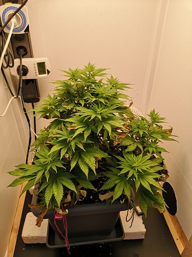 Growreport Bild 1