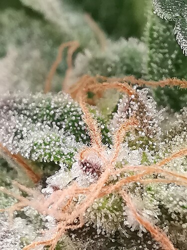 Growreport Bild 8